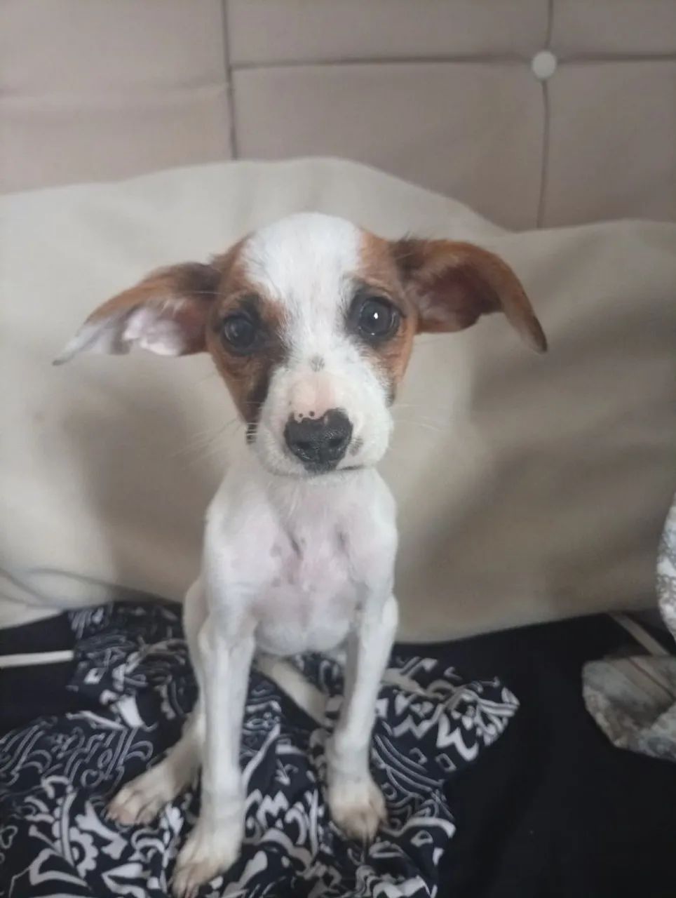 Amor de quatro patas? - Foto 2