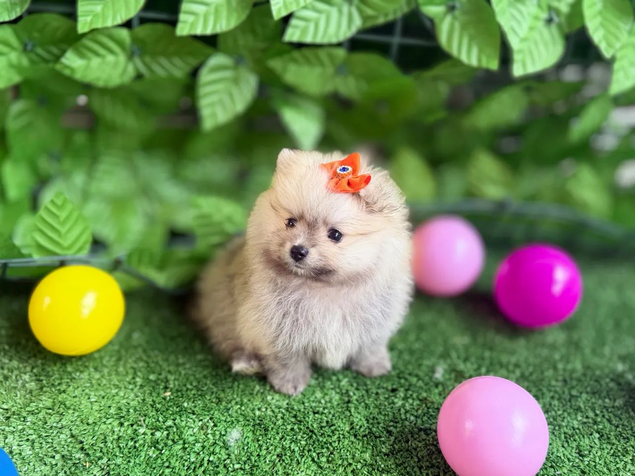 Spitz Alemão fêmea 3.800 - Foto 2