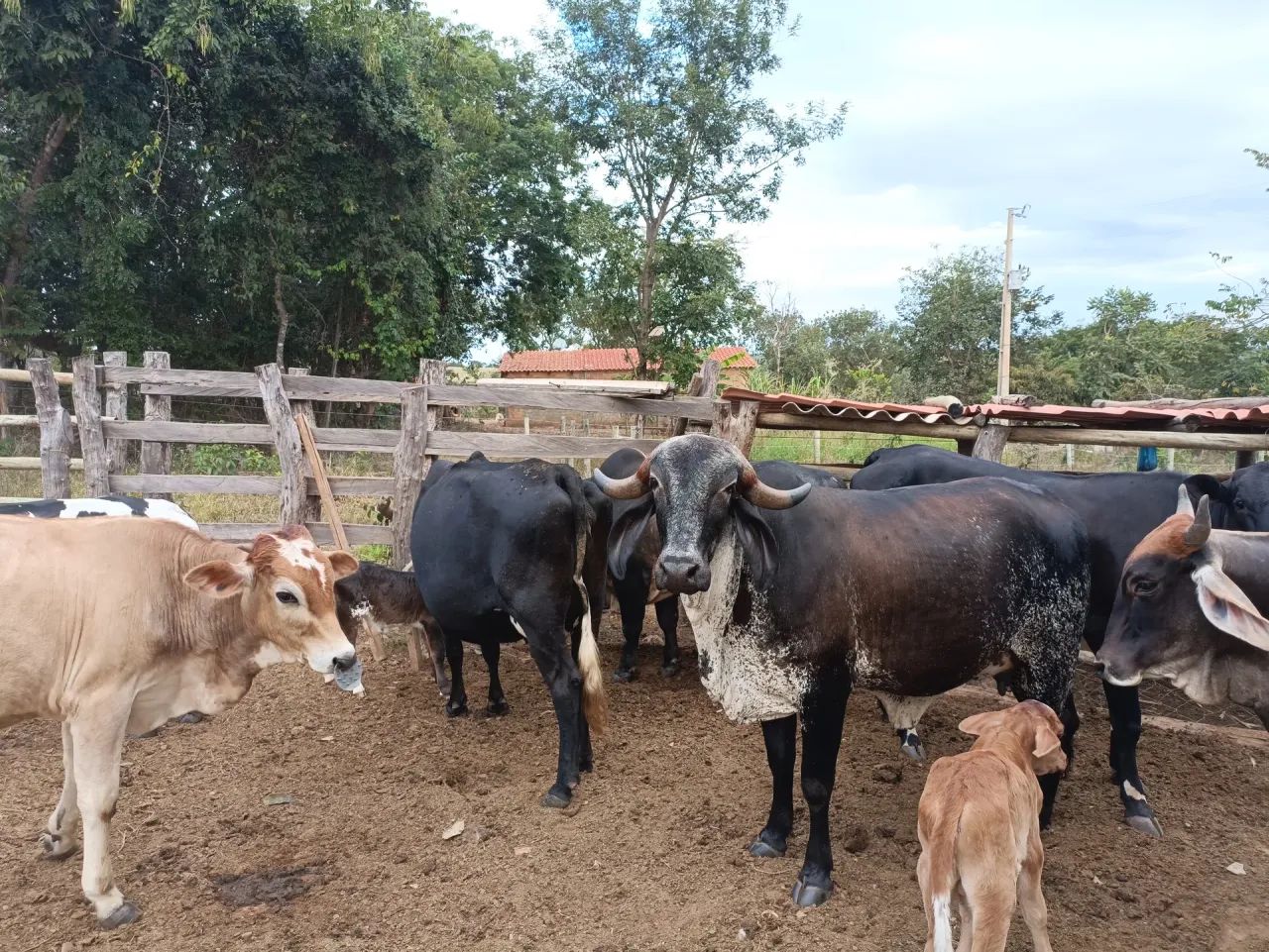 CHÁCARA EM CRISTIANÓPOLIS-GO - Foto 2