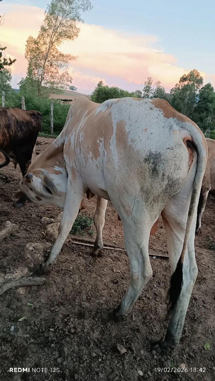 Tourinho,boi - Foto 5
