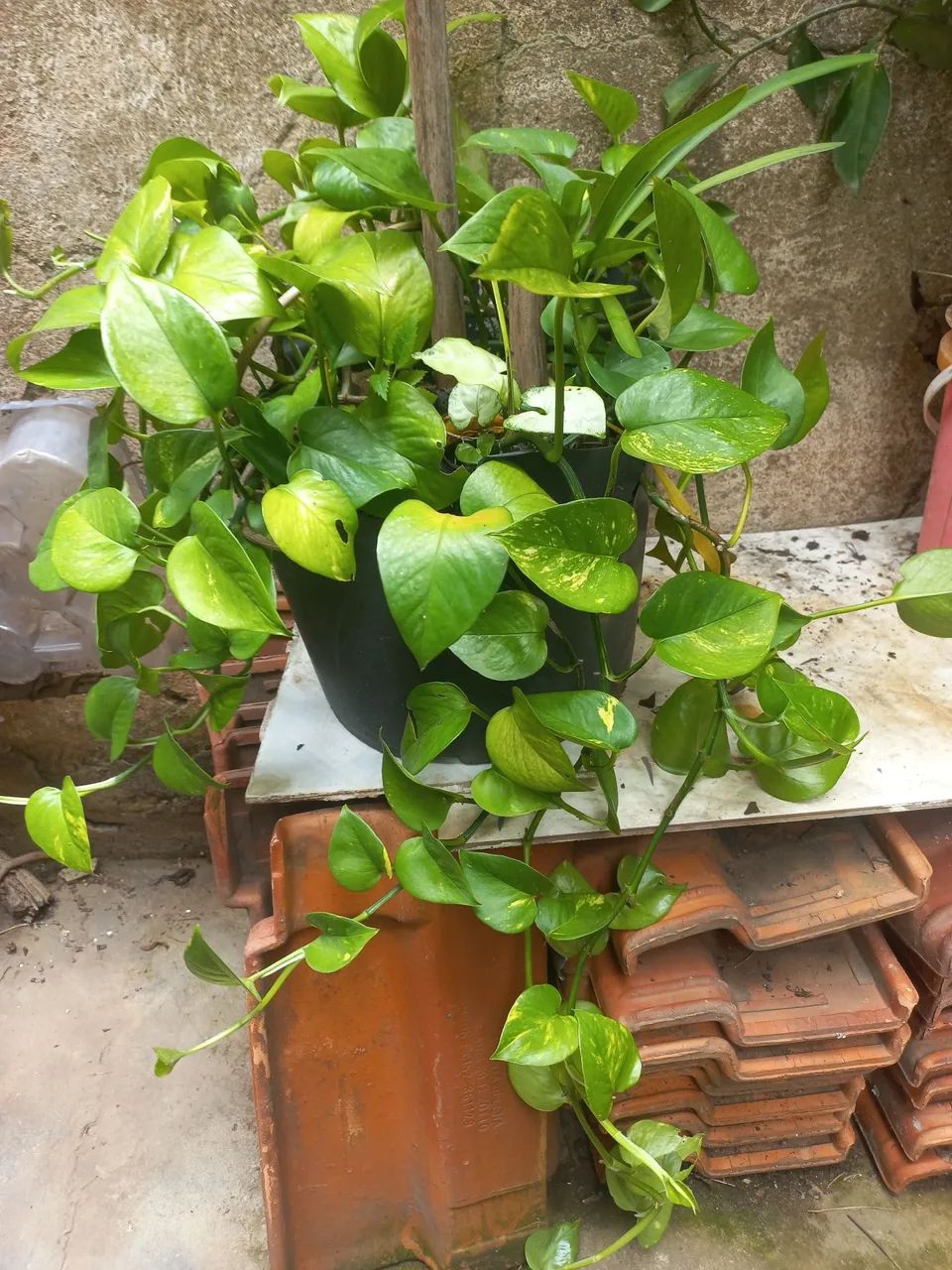 25 reais cada  - Foto 3