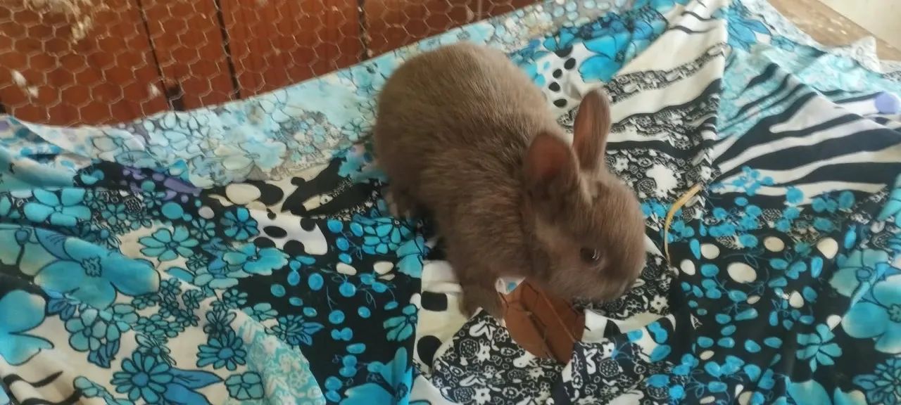 Coelho ? - Foto 3
