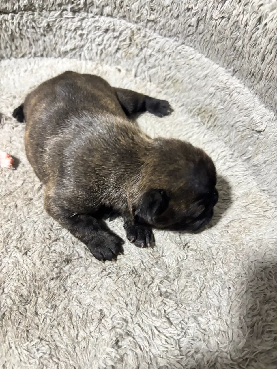 Vendo buldogue francês- fêmea  - Foto 3