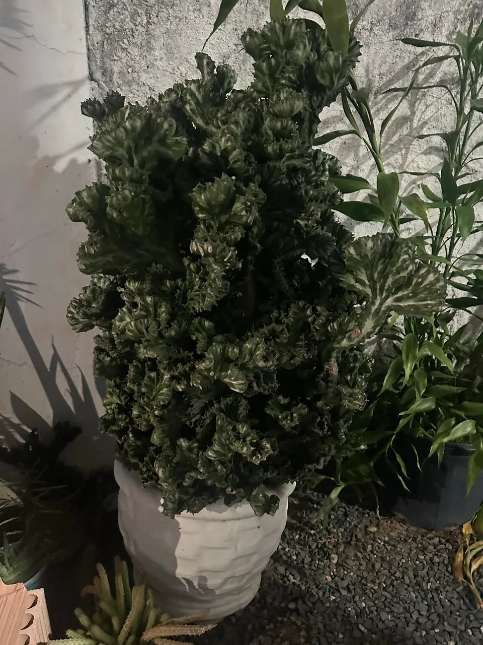 Cacto gigante 