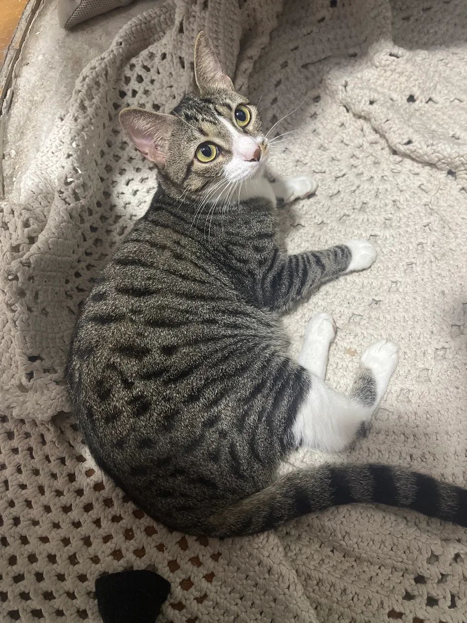Gata - Foto 3