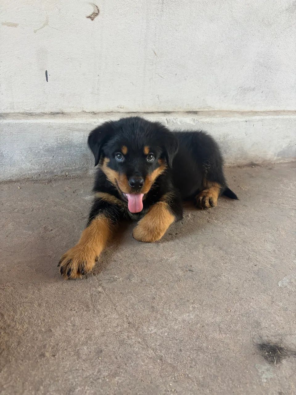 Cachorro - Foto 2