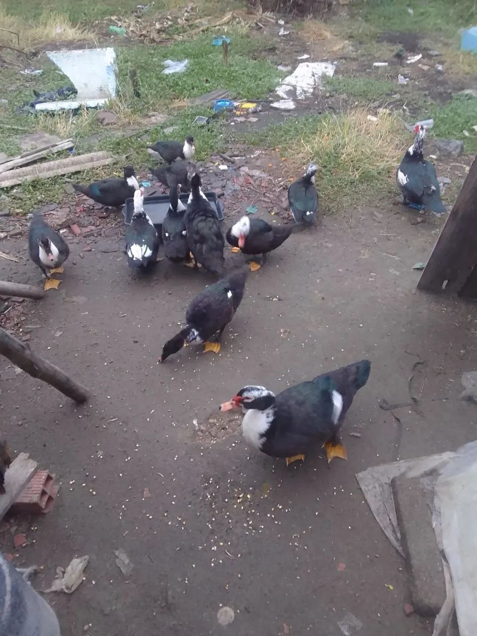 Patos - Foto 2