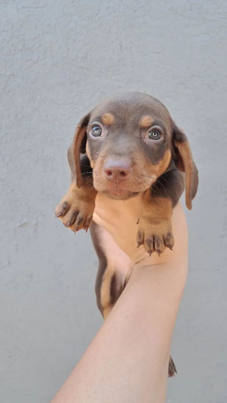 Dachshund Chocolate Merle  - Foto 2
