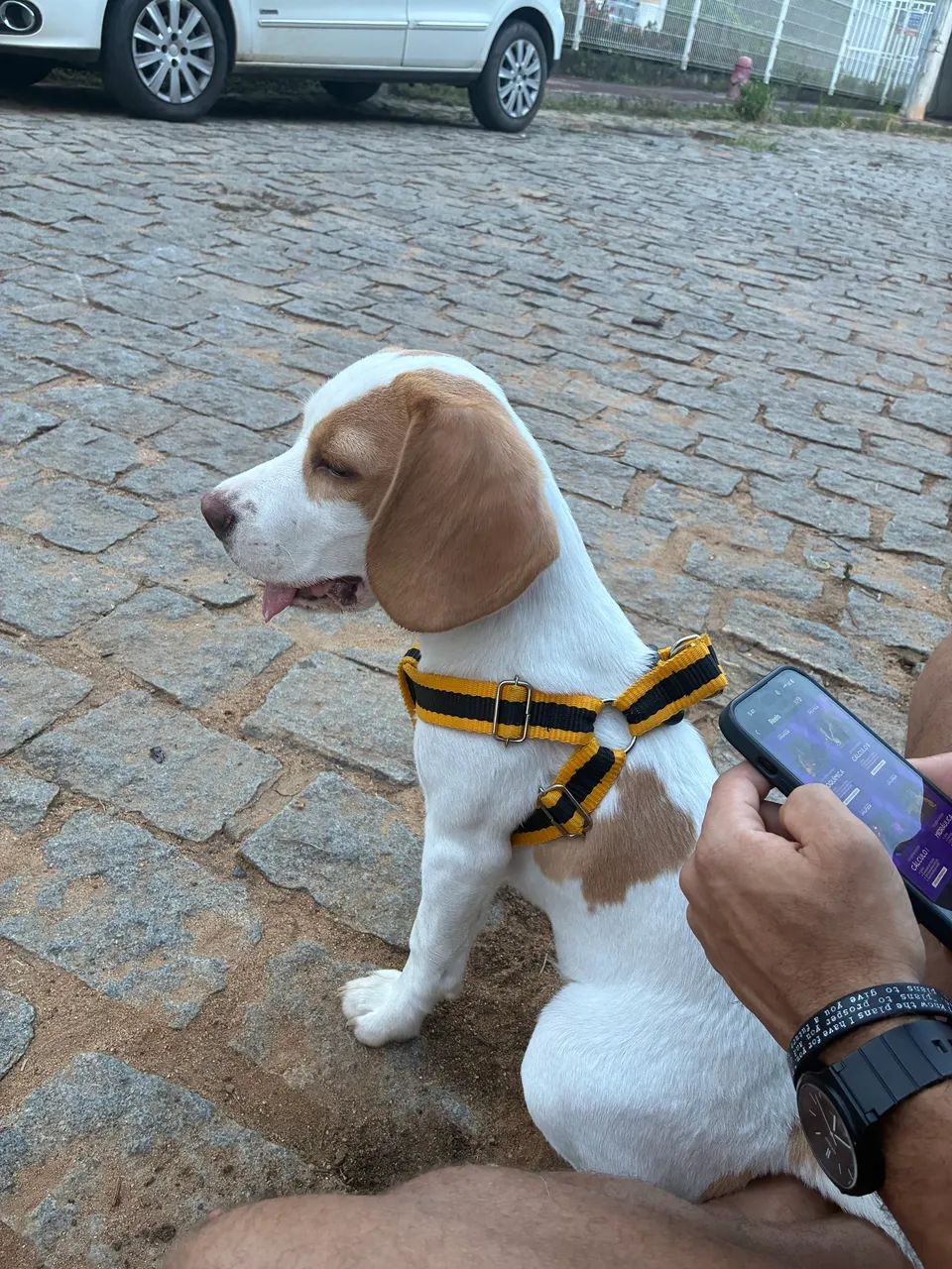 Beagle 09 meses - Foto 5