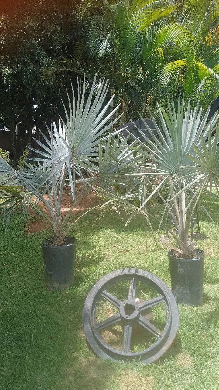 Mudas de palmeiras e pandanos  - Foto 6