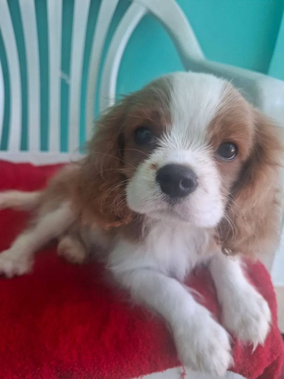 Machinho Cavalier King Charles Spaniel  - Foto 2