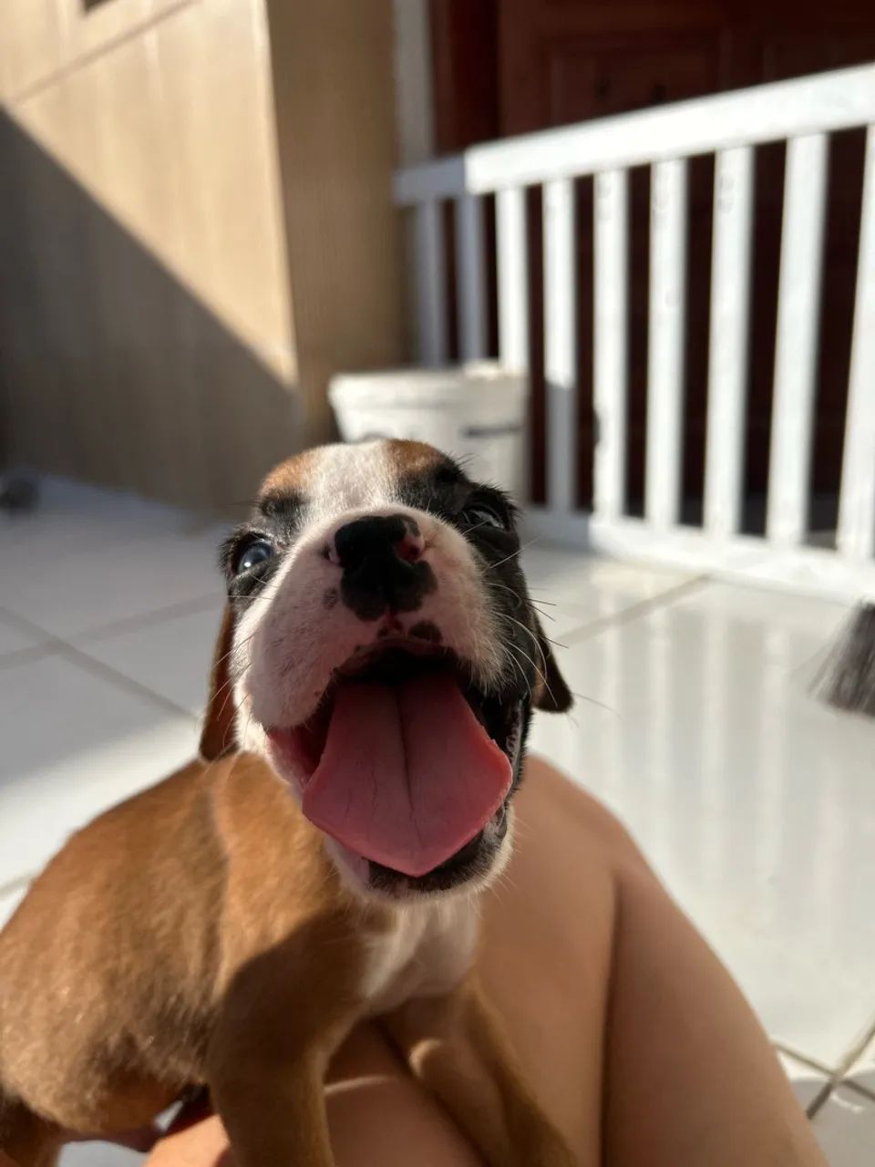Filhotes de Boxer - Foto 2