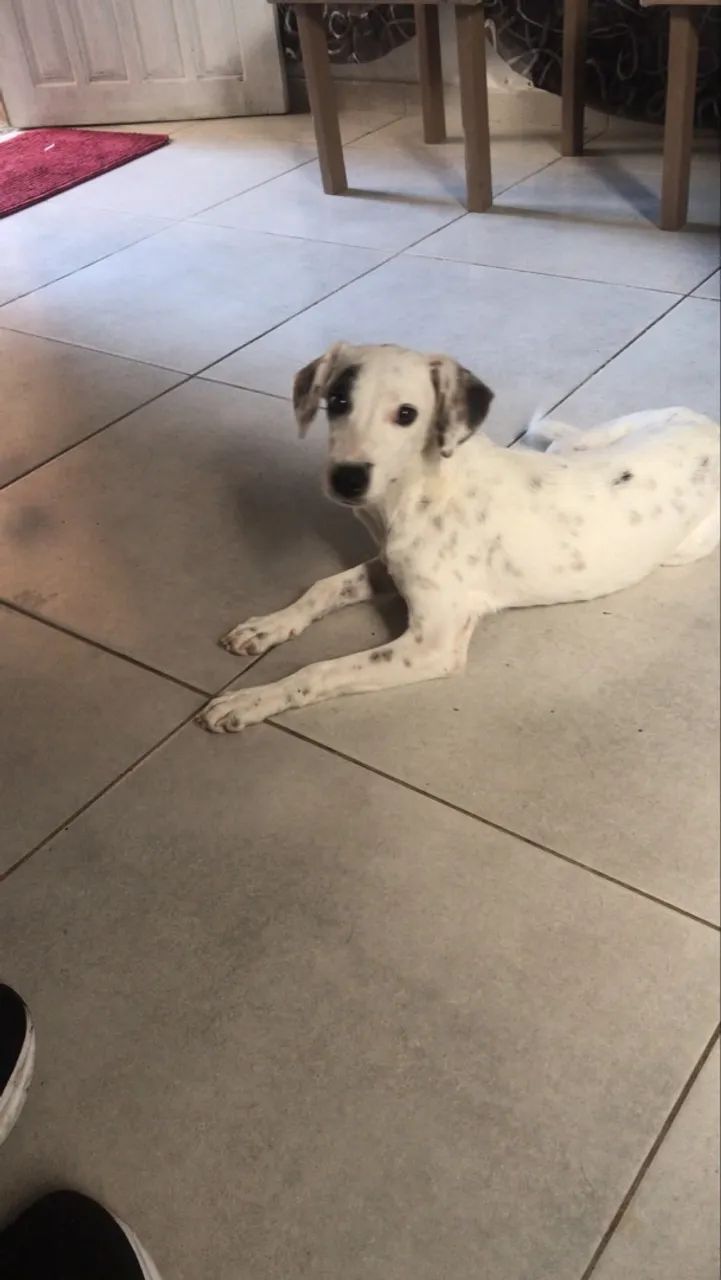 Doação de cachorra  - Foto 3