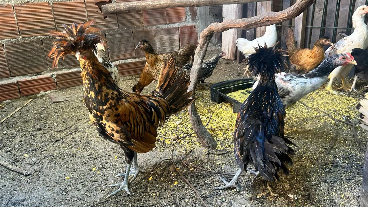 Frangos diversas Raças  - Foto 3