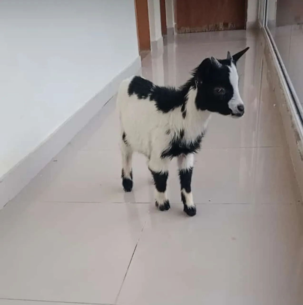 Mini Cabra - Foto 3