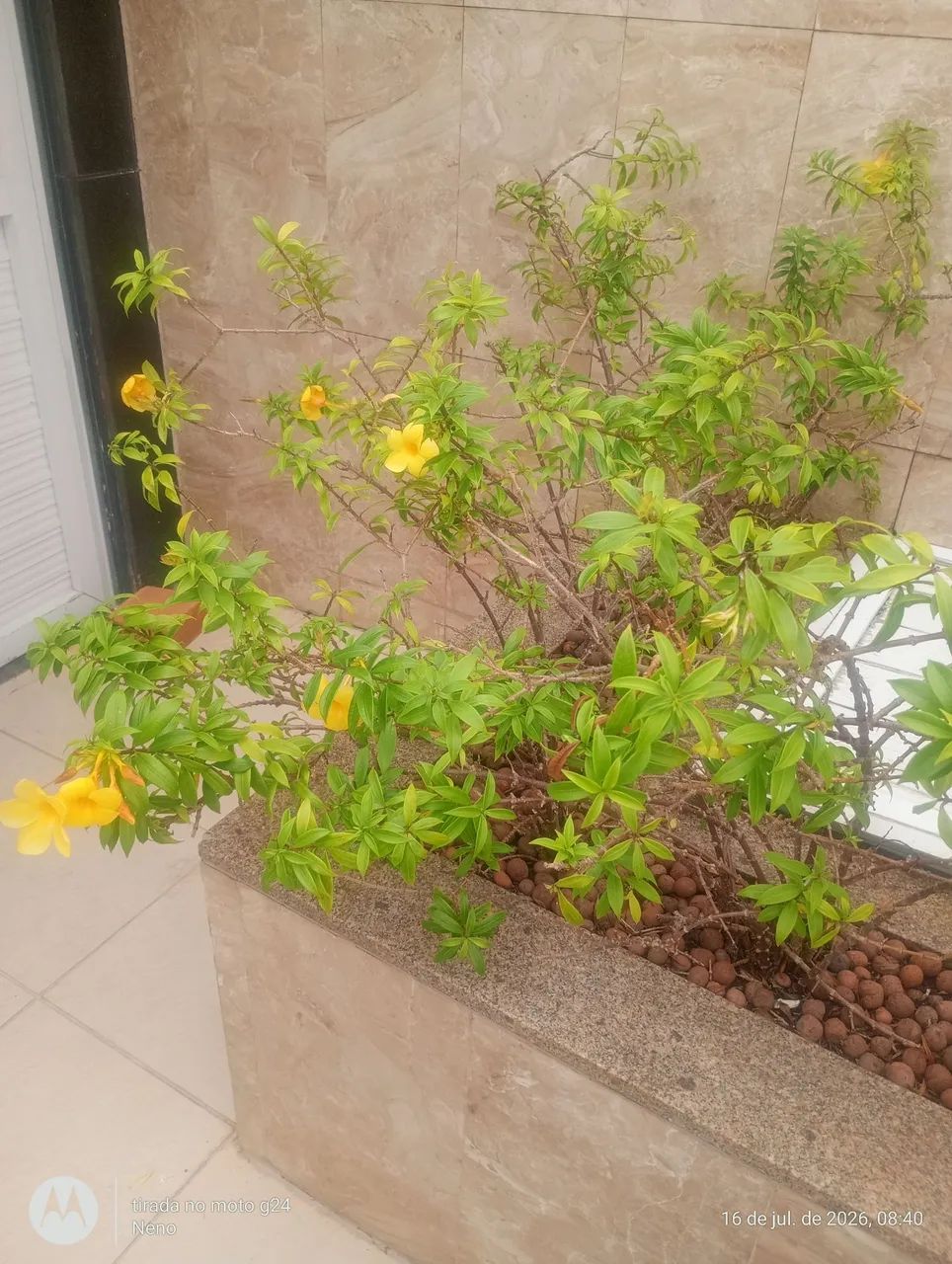 Faço manutenção de piscina e jardim  - Foto 2