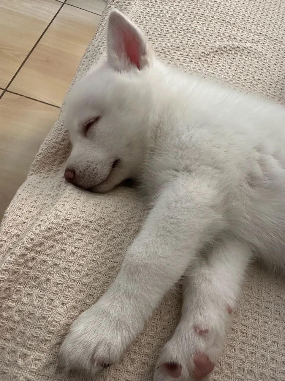 husky  - Foto 3