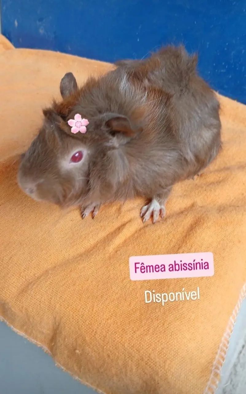 Porquinhos da india - Foto 4