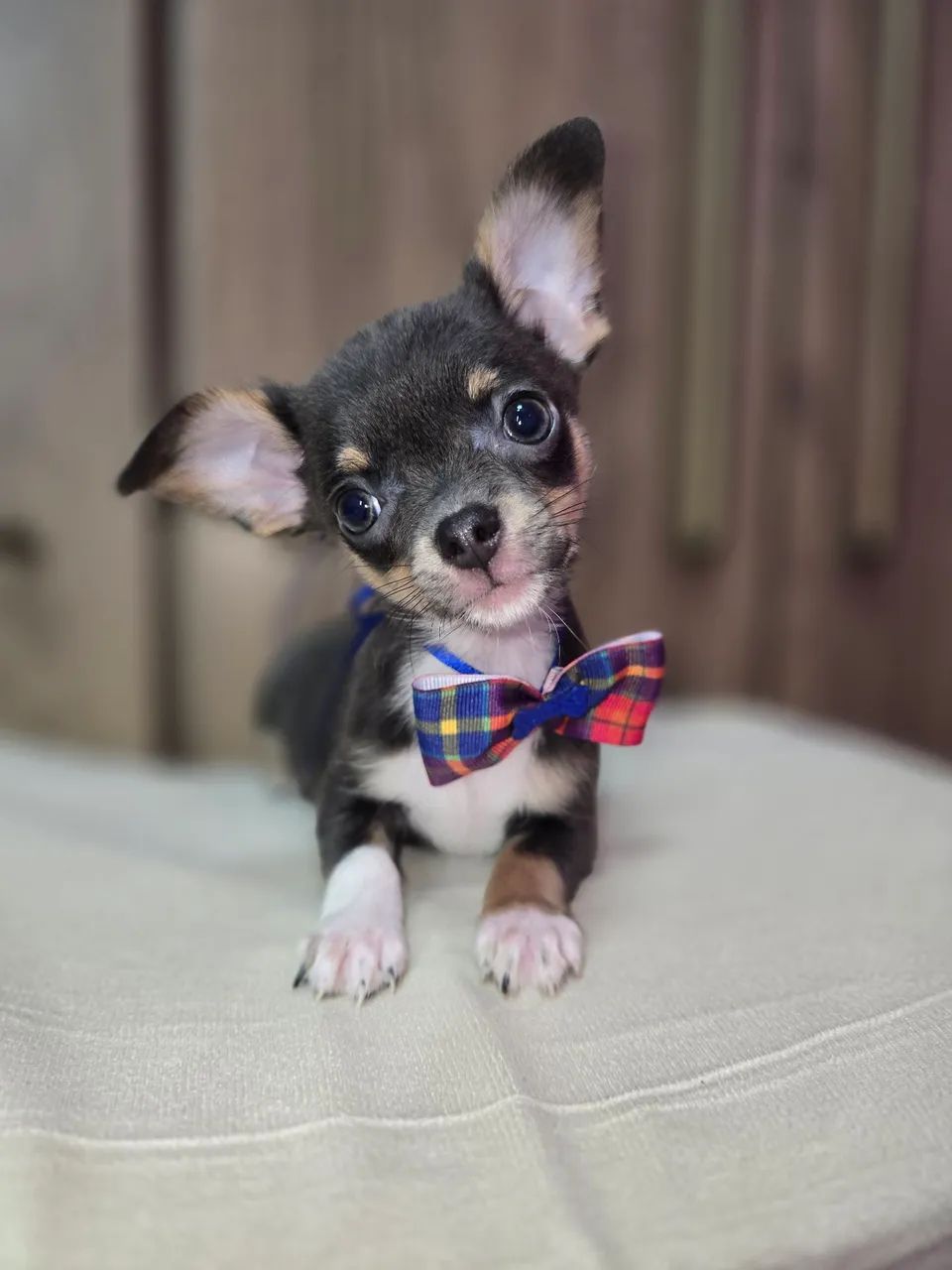 Chihuahua  machinho pelo curto  Blue  - Foto 2