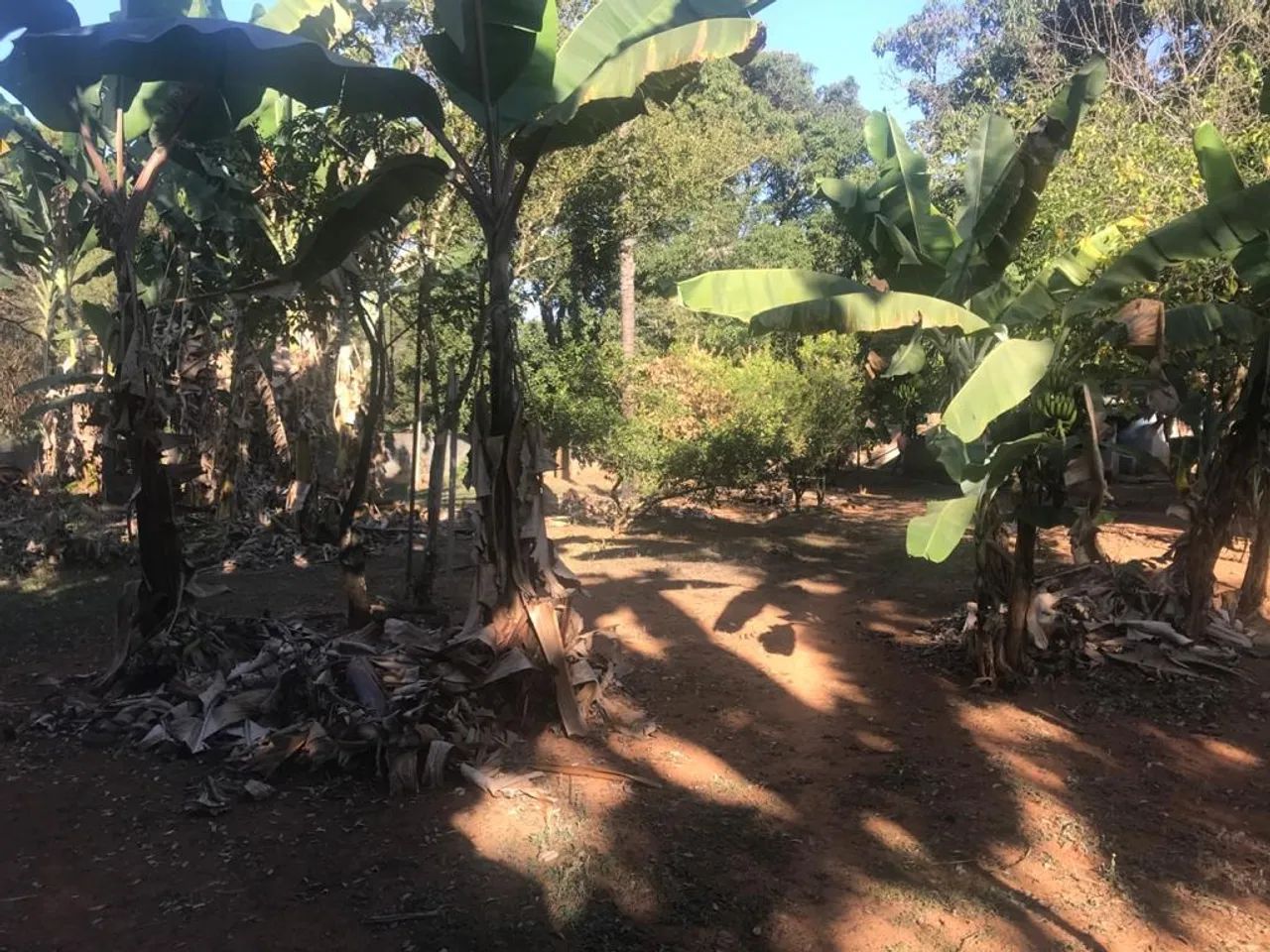 Lote no Bairro Braunas