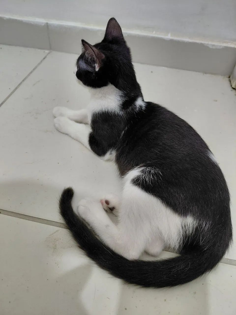 Adoção  - Foto 3