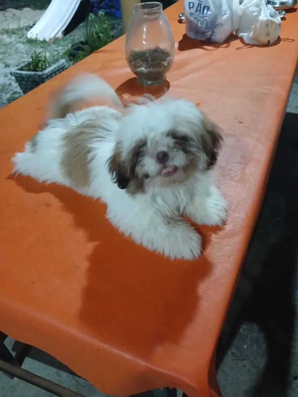 Cachorra shih-tzu fêmea 