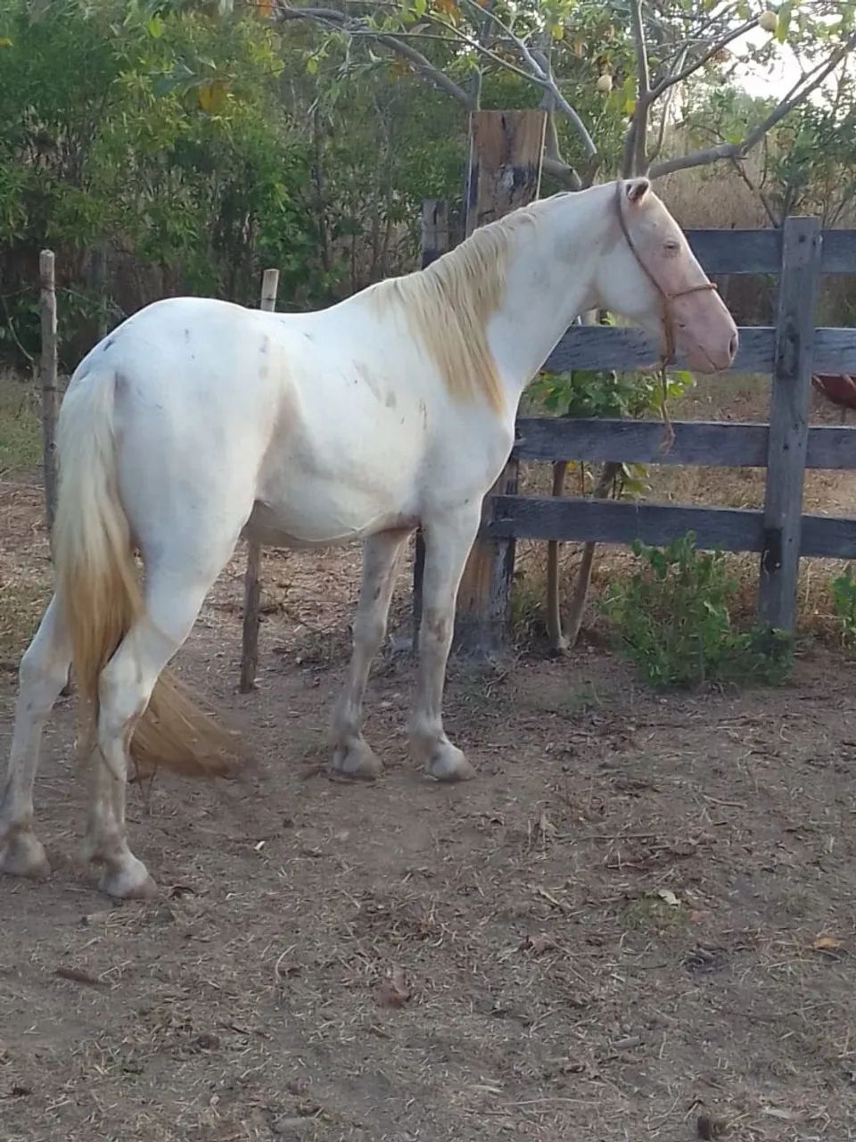 Cavalos 
