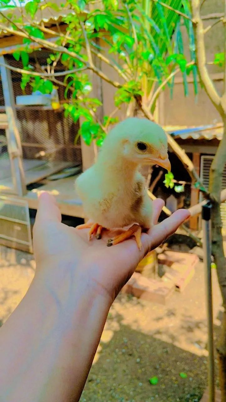 Pintinhos Caipira  - Foto 4