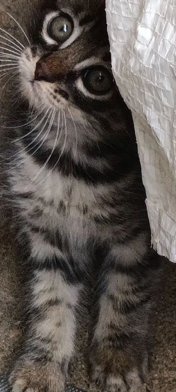 Doação de gatinha fêmea