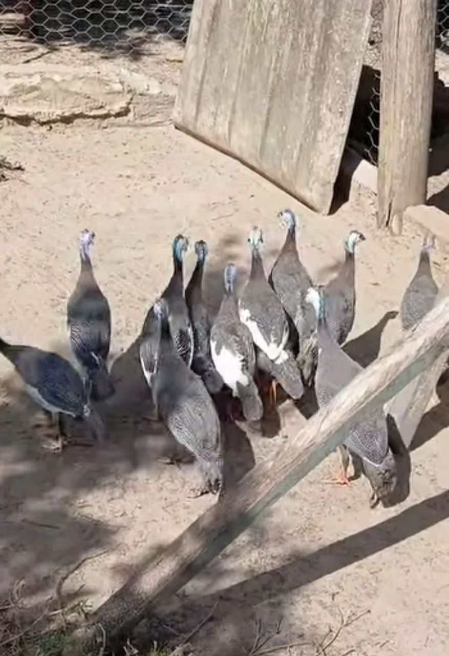 Vendo angolas 