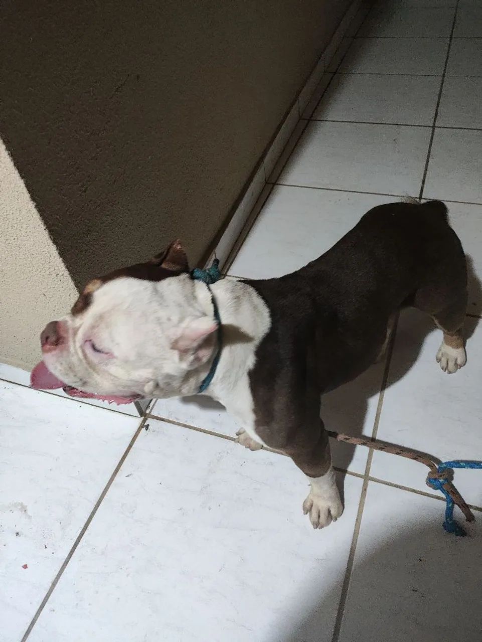 American Bully  - Foto 3