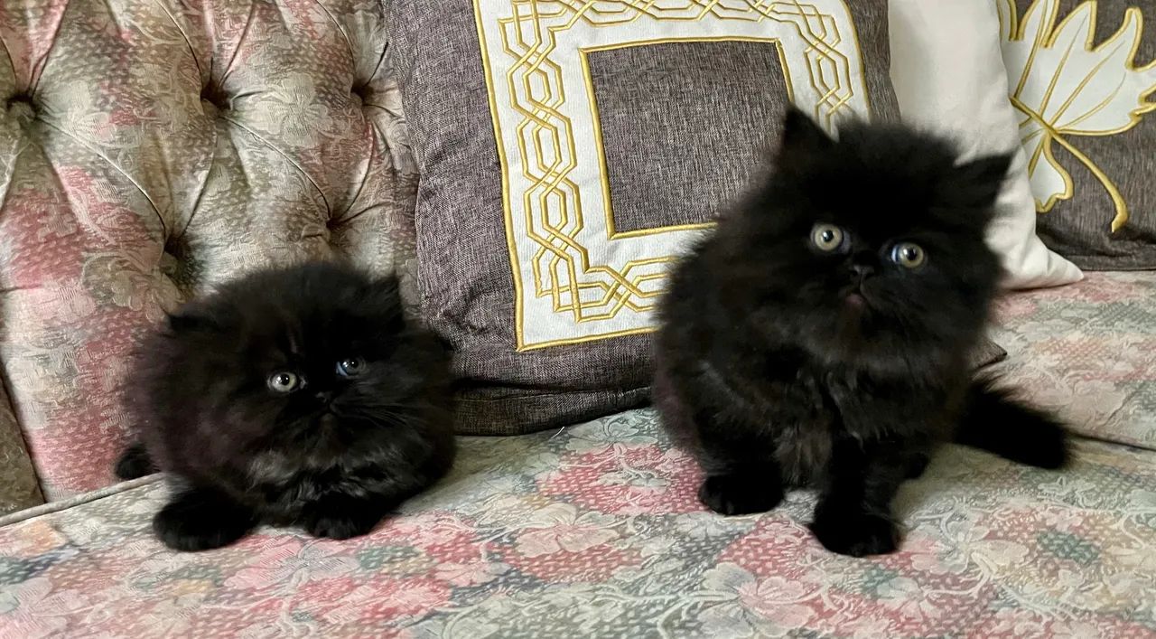 Gatinhos Persas