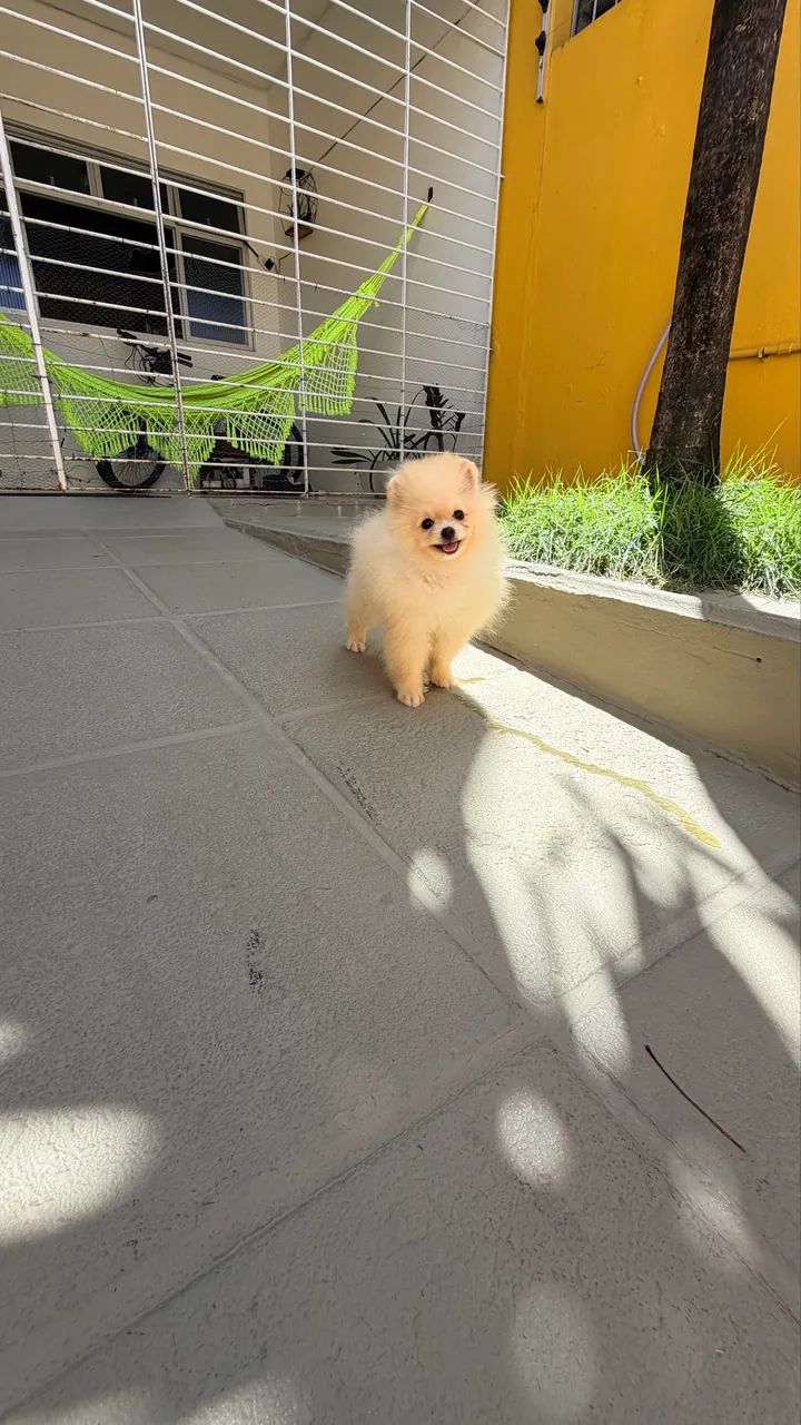 Spitz  alemão  - Foto 3
