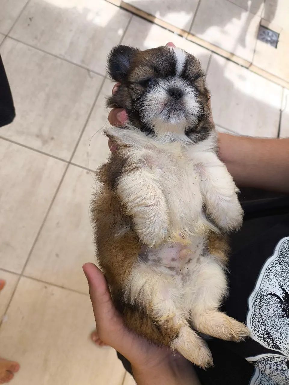 Shihtzus  - Foto 3