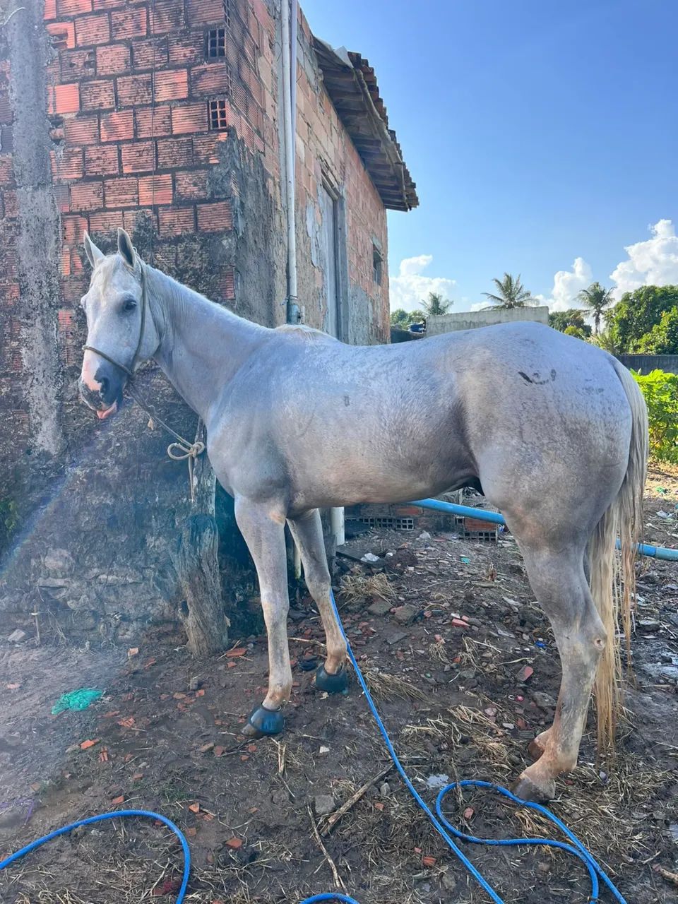 Vendo cavalo manso de direita  - Foto 2