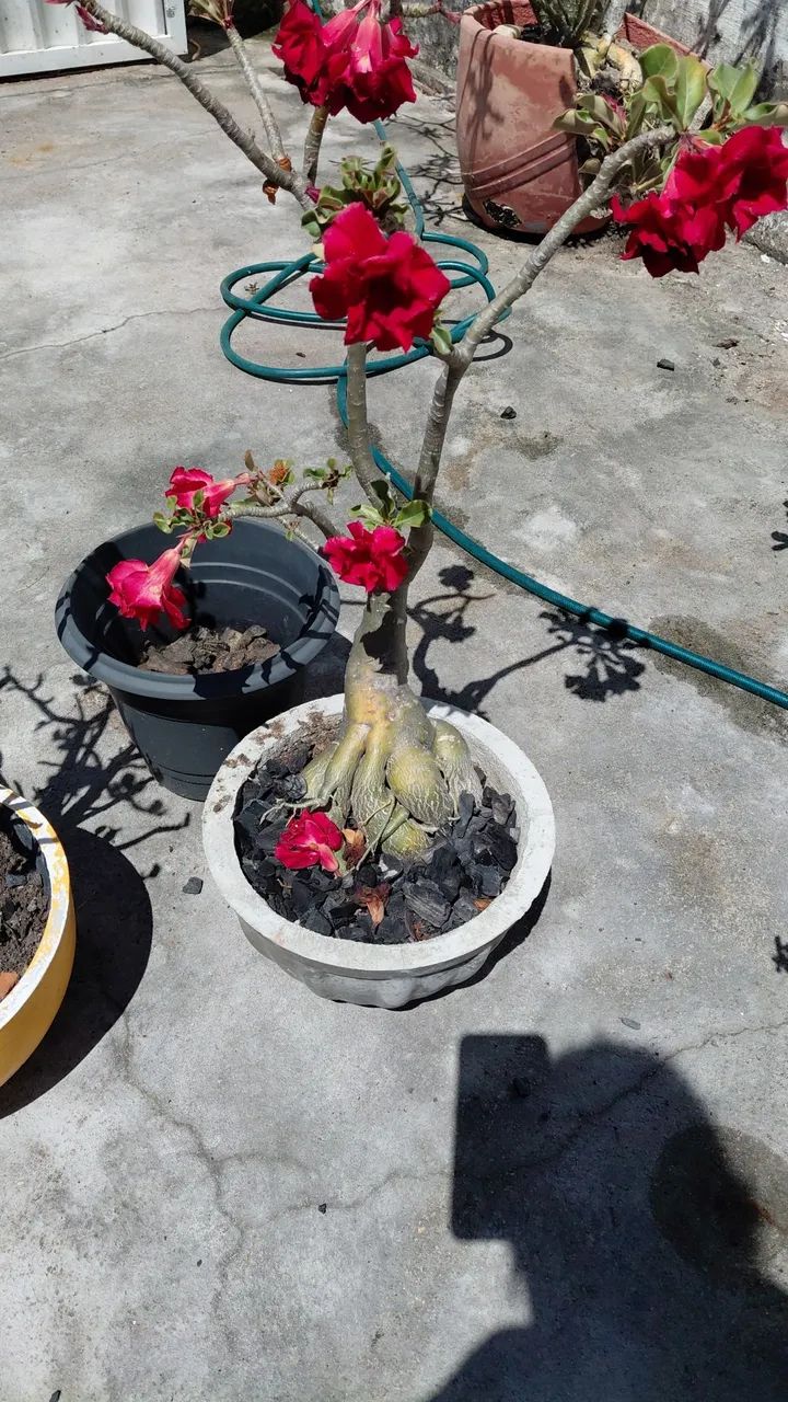 Rosas do deserto! - Foto 2