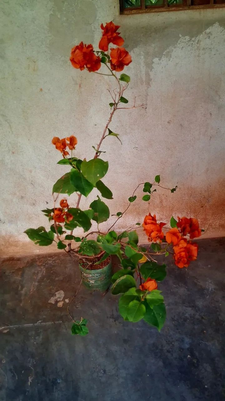 Primavera cor laranja  - Foto 4