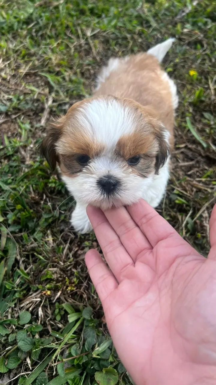 shihn tzu com garantia  - Foto 4