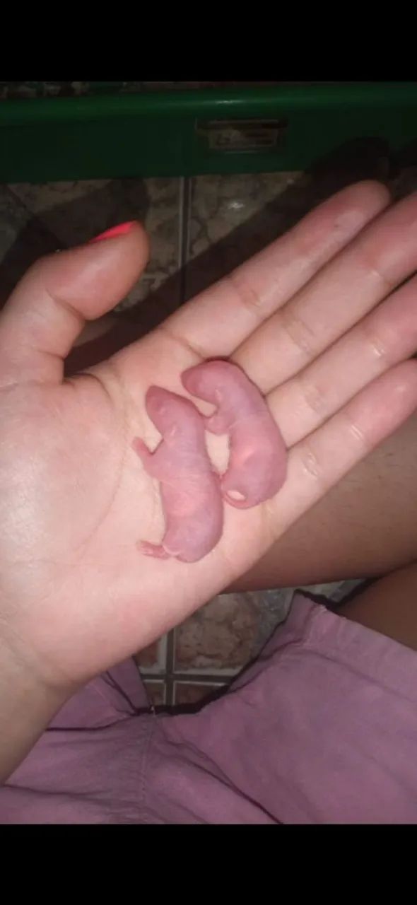 Vendo filhote de rato twister