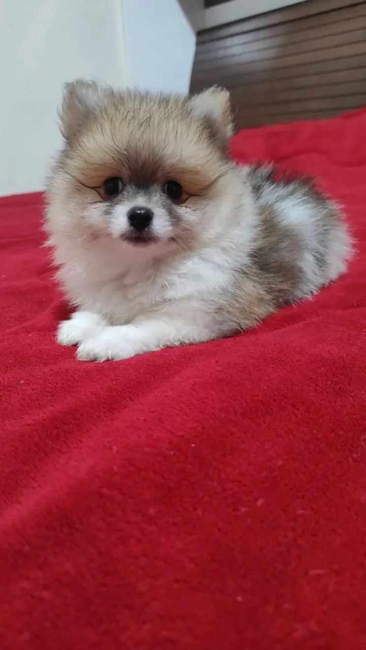 Spitz alemão - Foto 4
