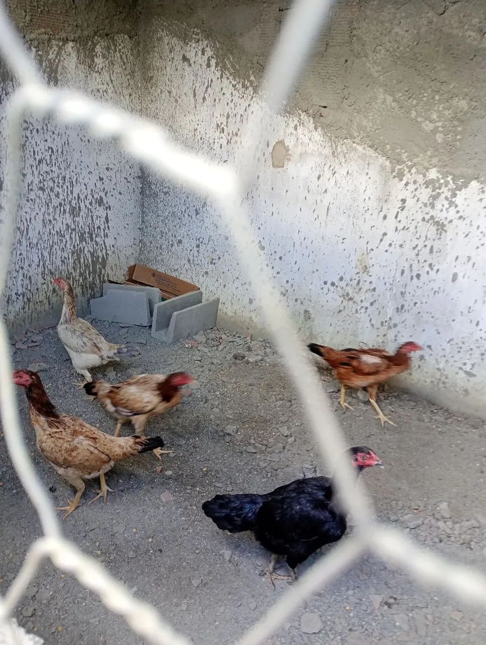Galo e galinha de raça  - Foto 4