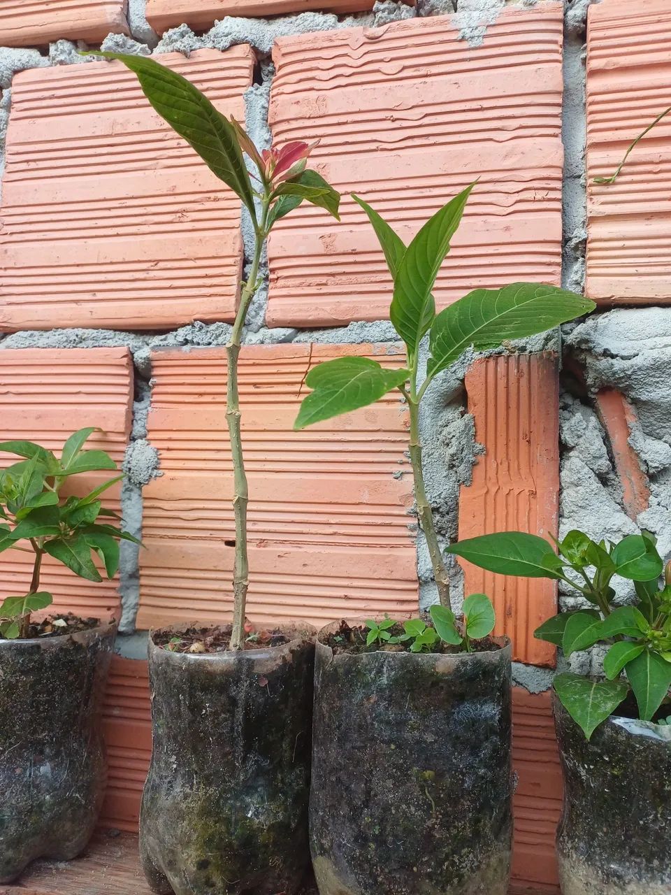 Mudas de plantas Camarão-Vermelho  - Foto 3