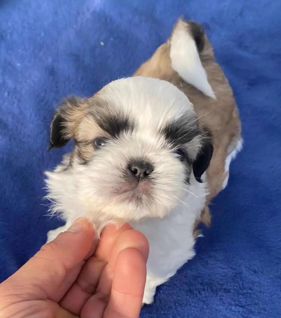 Shih-Tzu  - Foto 4