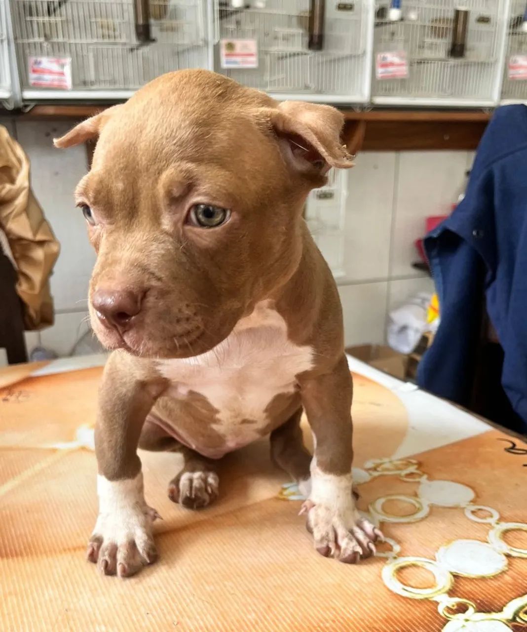 PIT BULL  - Foto 2