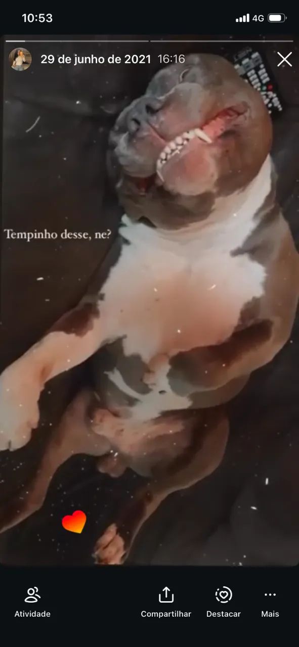American bully  - Foto 2
