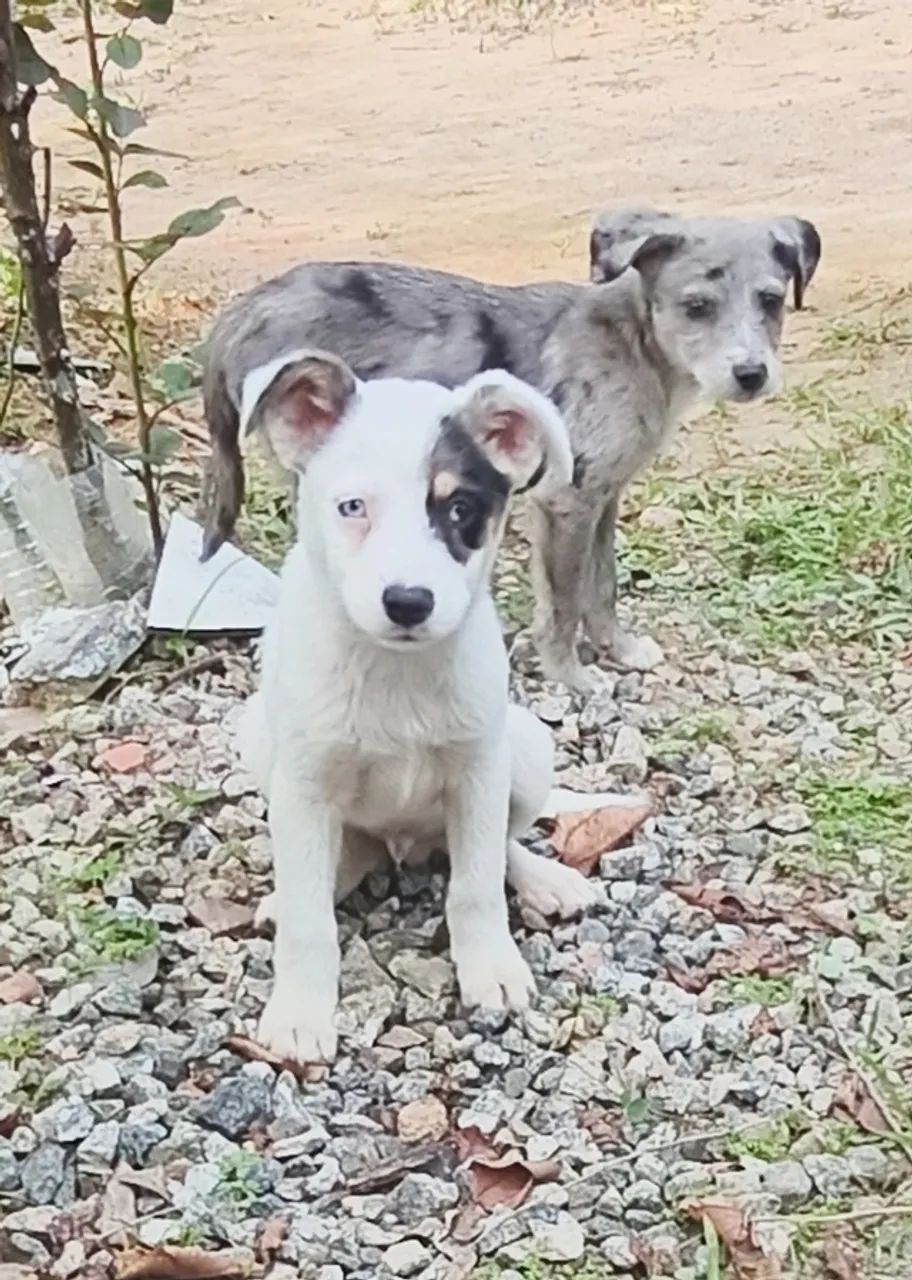 Doa-se cãezinhos 