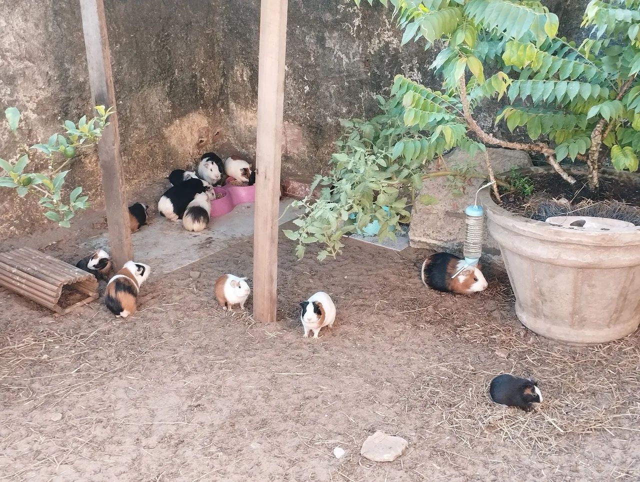 Lindos porquinhos da índia, ótimo animalzinho de estimação  - Foto 2