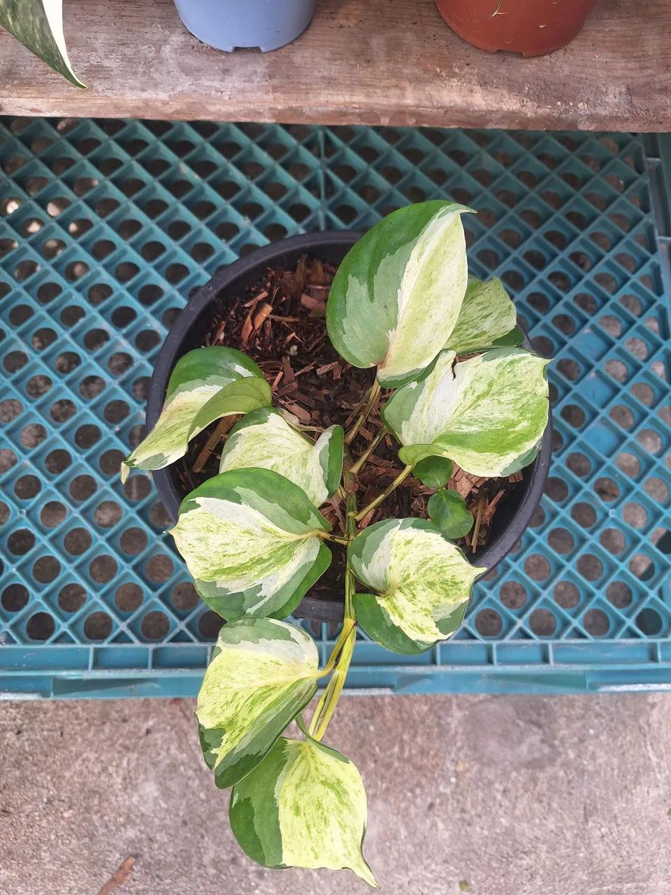 Vendo plantas 