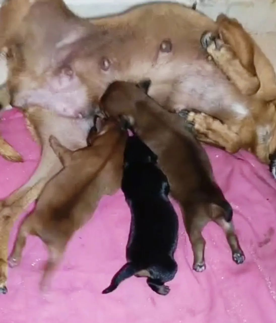 Pinscher miniaturas - Foto 5