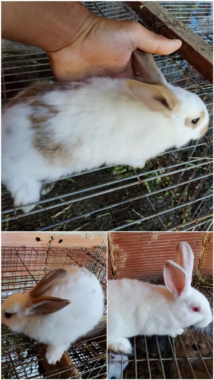 Coelhos  - Foto 2